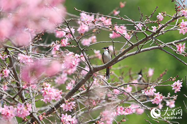 �k���ѻ������B(ni��o)�����B���g������W(w��ng)ӛ�� ꐲ��z