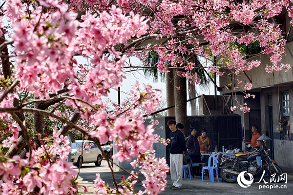 �ѻ���(sh��)�����Nֲ���c�οͽ�Մ���g������W(w��ng)ӛ�� ꐲ��z