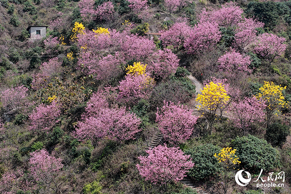 1500����ѻ���ɽ��ƽ����ɫ������W(w��ng)ӛ�� ꐲ��z