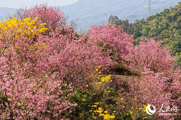 ��Gɽ���ϻ��F(tu��n)�\�����������ա�����W(w��ng)ӛ�� ꐲ��z