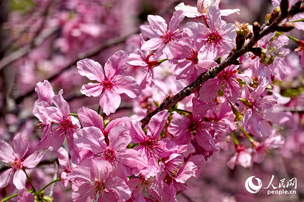 ���ѻ����֦Ѿ��g��?f��)��ɴ�������W(w��ng)ӛ�� ꐲ��z