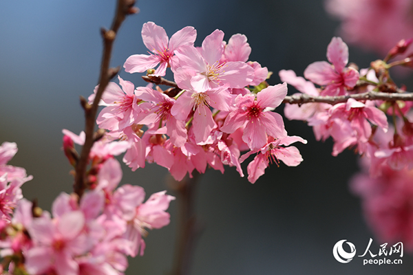 �ѻ��S�L(f��ng)�uҷ���ˣ�������������W(w��ng)ӛ�� ꐲ��z