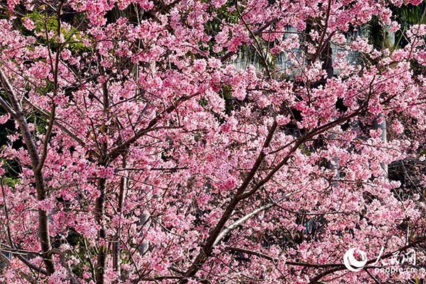 ���t�ۼ��ˡ��ѻ�Ŀǰ��ֵʢ����������W(w��ng)ӛ�� ꐲ��z