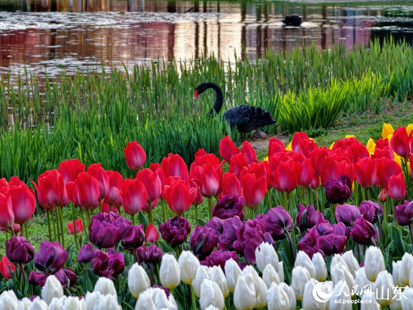 ��߅�ĺ����Z�c��������C���á�����W(w��ng)ӛ�� ���f演z