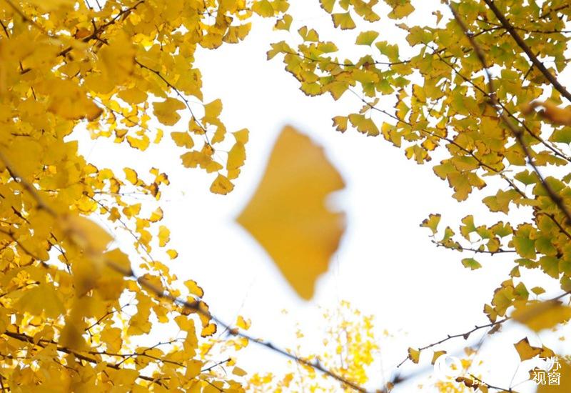 ���S���y���~Ƭ��M֦�^��������z