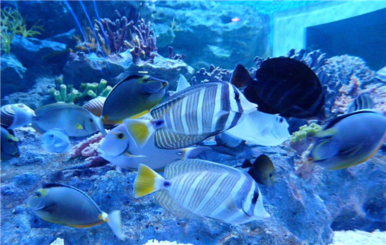 36851290_36851290_1406685022578