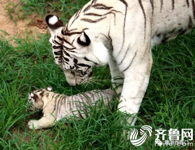 QQ�؈D20170508160238