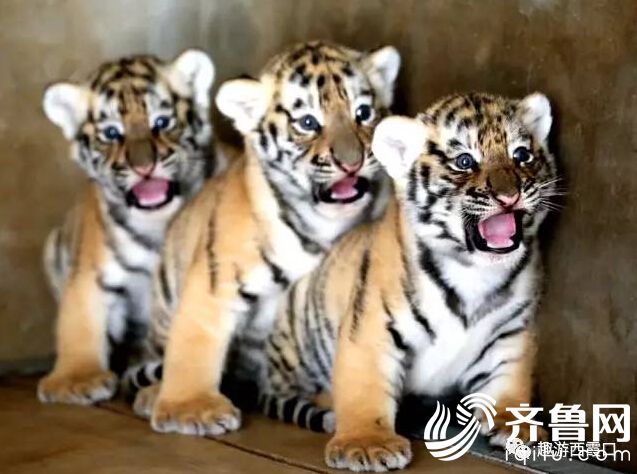 QQ�؈D20170508160246