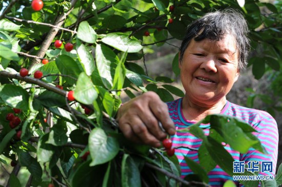 (經(jīng)濟(jì))(2)大方櫻桃熟了