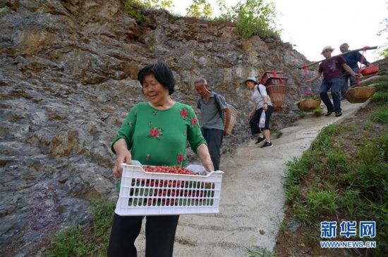 (經(jīng)濟(jì))(3)大方櫻桃熟了