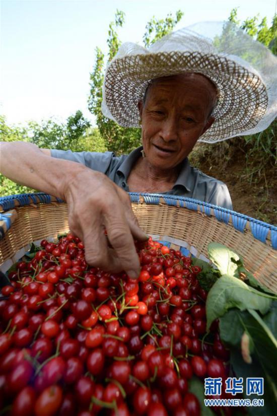 (經(jīng)濟(jì))(1)大方櫻桃熟了