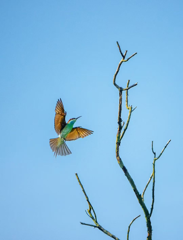 �{���仢��