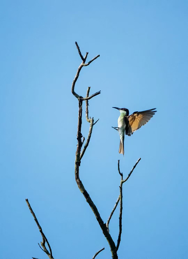 �{���仢��