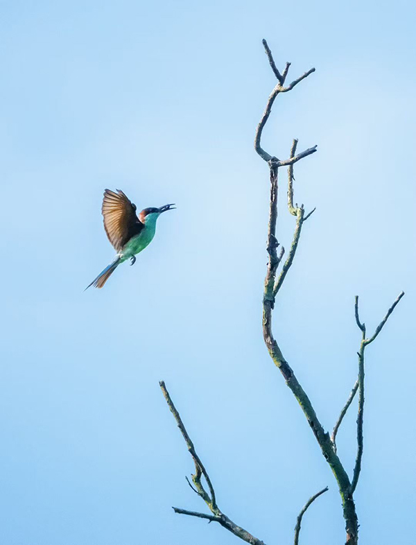 �{���仢��