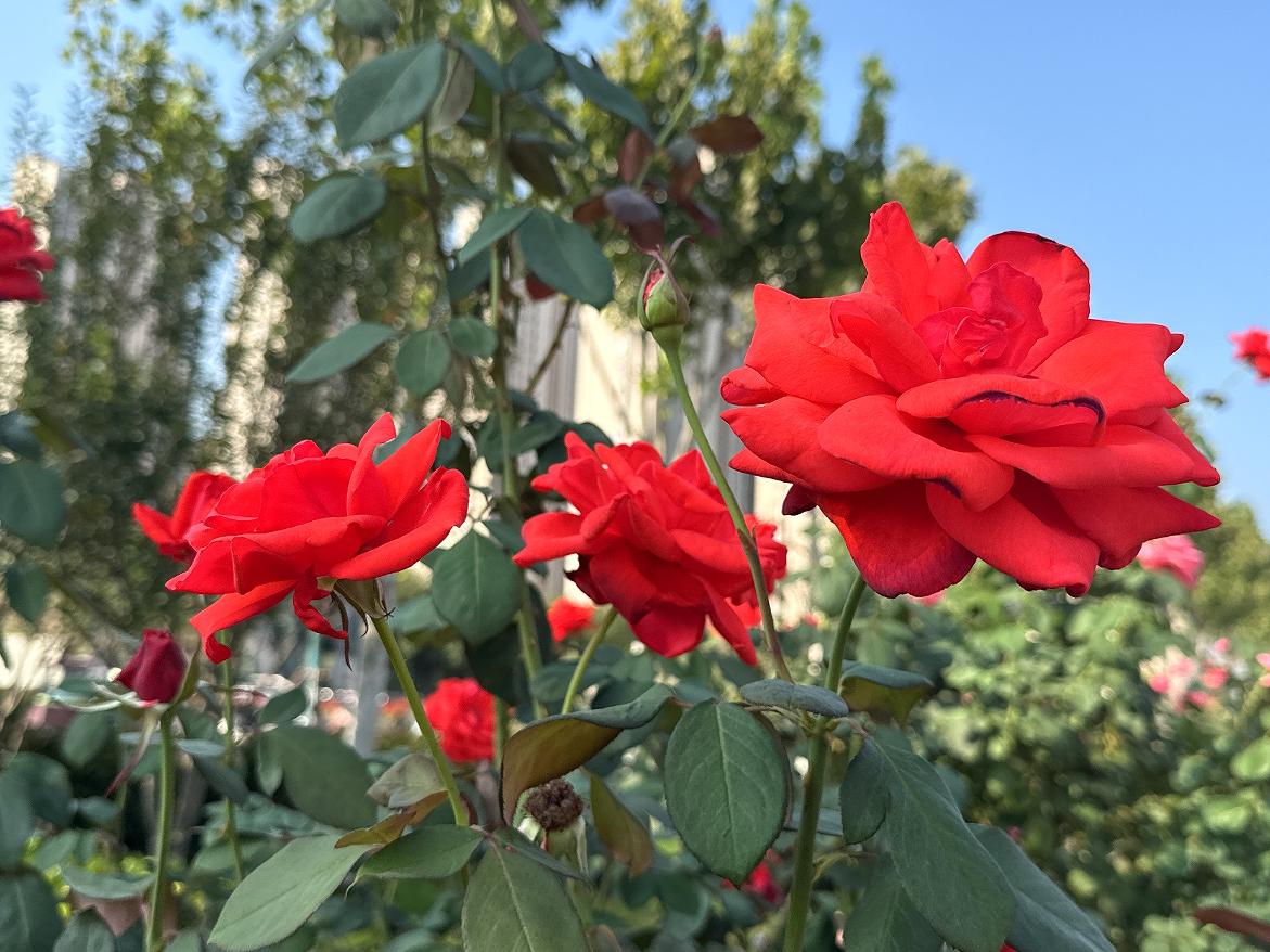 �Ϸʸ��^(q��)�����ӡ������