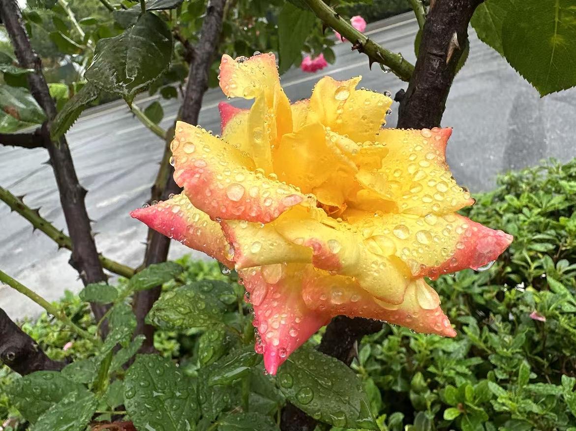 �Ϸʸ��^(q��)�����ӡ���ס�