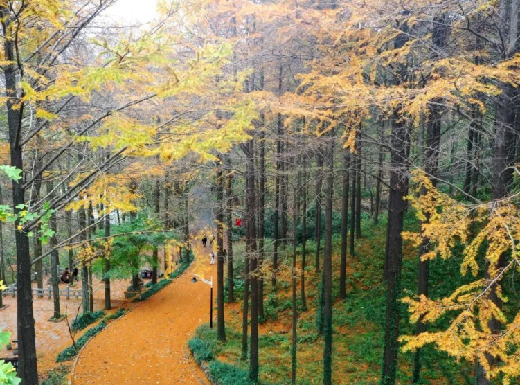 �����ɺ���