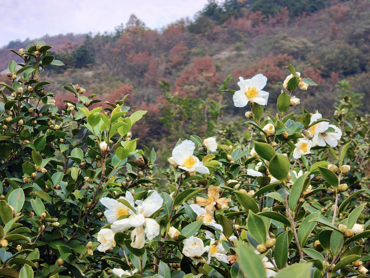 ����׻�ӳ�t�~��