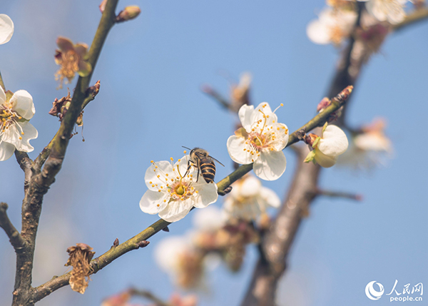 һֻ�۷����ڲ�ʳ����������W ����t�z