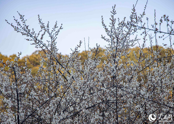 ������̩���С��Ї���÷֮�l(xi��ng)���ķQ̖������W ����t�z