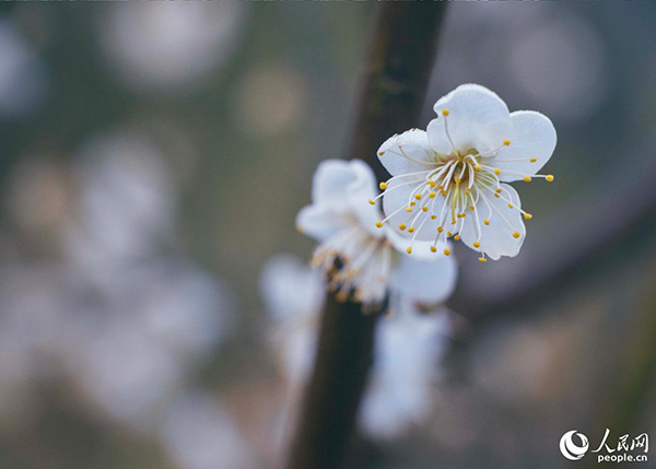 ���ڣ��������ݵ���̩÷���M��ʢ����������W ����t�z