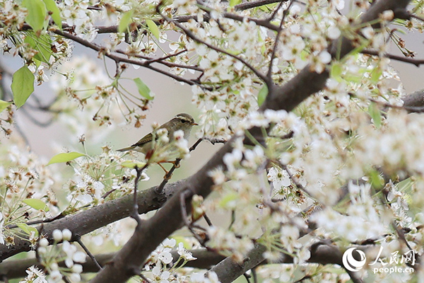 �B�T��ѩ���滨��䡱